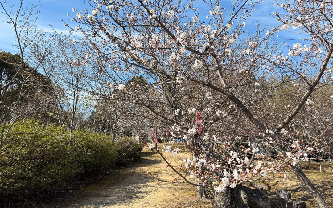 幸島山(宮山)の桜が咲き始めましたよ